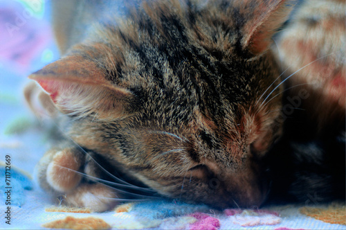A tabby cat sleeping on a colorful blanket