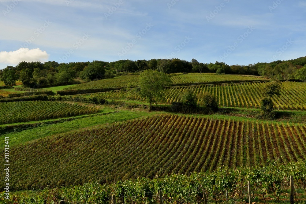 Paysage de vignes en Bourgogne.