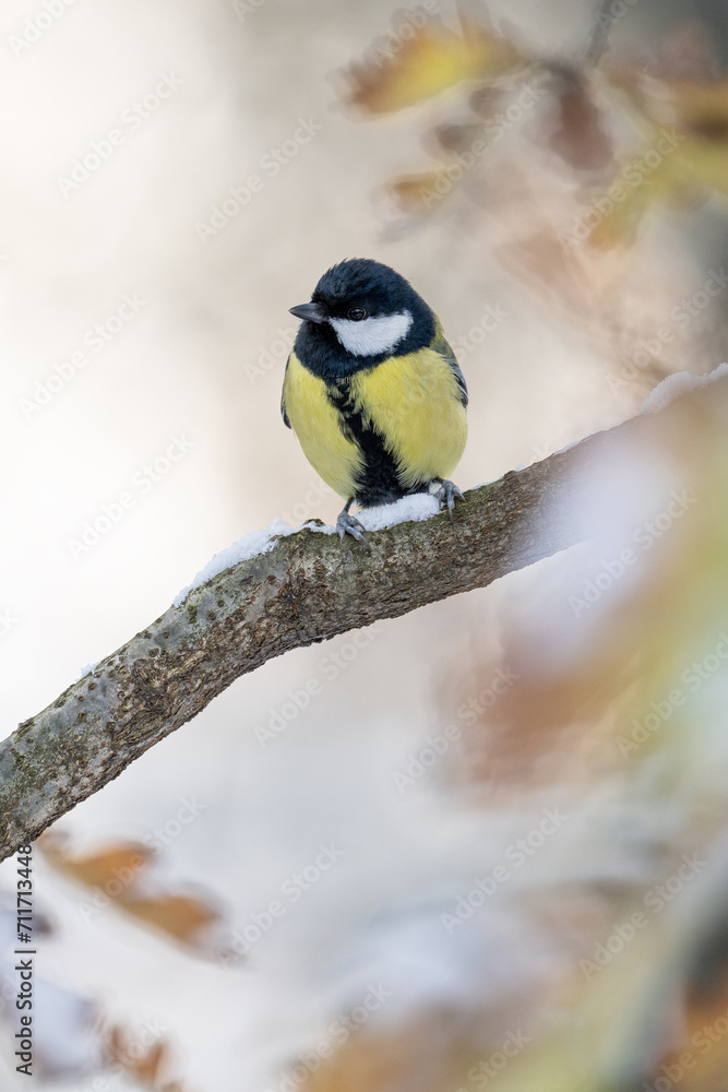 Naklejka premium Great tit on a branch in winter with snow.