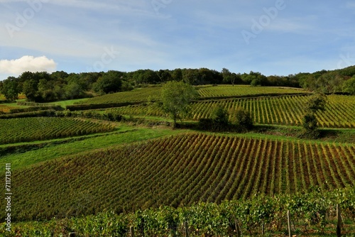Paysage de vignes en Bourgogne.