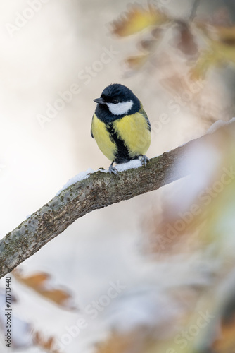 Great tit on a branch in winter with snow. © lapis2380