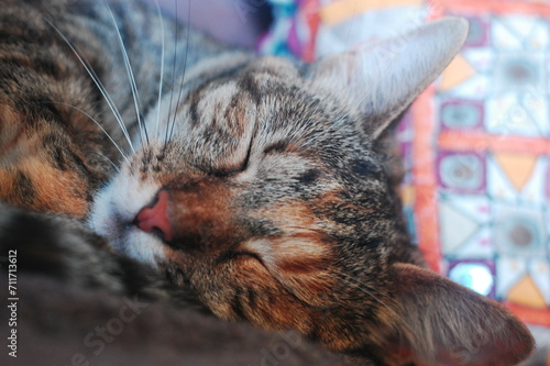 Cute cat asleep on a sofa