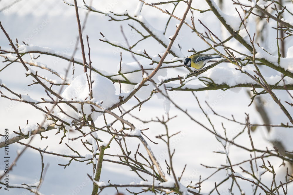 Great tit on a branch in winter with snow.