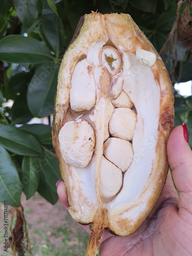 Female hand holding an open fruit of Pachira aquatica Aubl (Manguba or Monguba). cut in half. photo