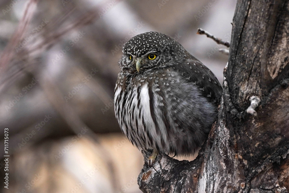 Northern Pygmy Owl Northern Pygmy Owl