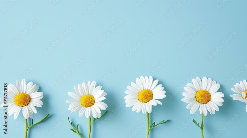 Obraz premium minimalist greeting with a row of daisies on a pastel blue background