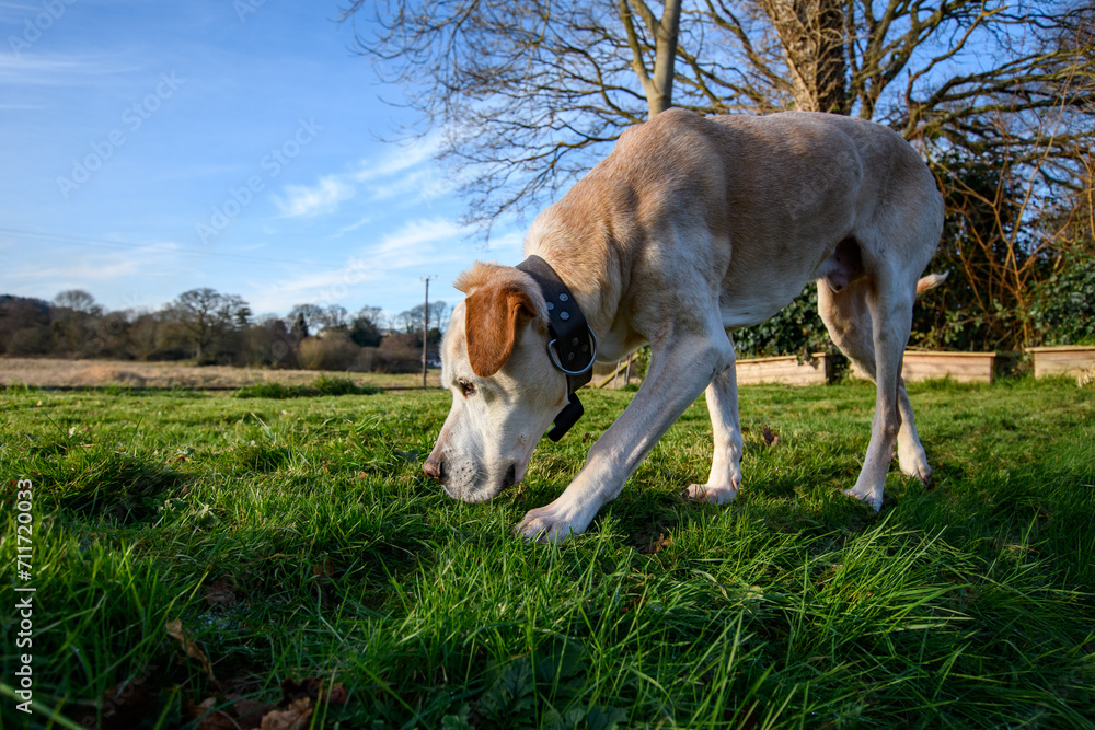 Spanish Mastiff or Mastín sniffing the grass. A breed of dog from Spain. Strong breed of dog walking on the grass in the evening sunlight. Spanish Mastiff or Mastín sniffing the grass. A breed of dog from Spain. Strong breed of dog walking on the grass in the evening sunlight.