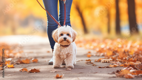 cute girl walking with her dog in autumn park