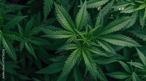 Raw flower plant herbal medicnie canabis leaves green marijuana background