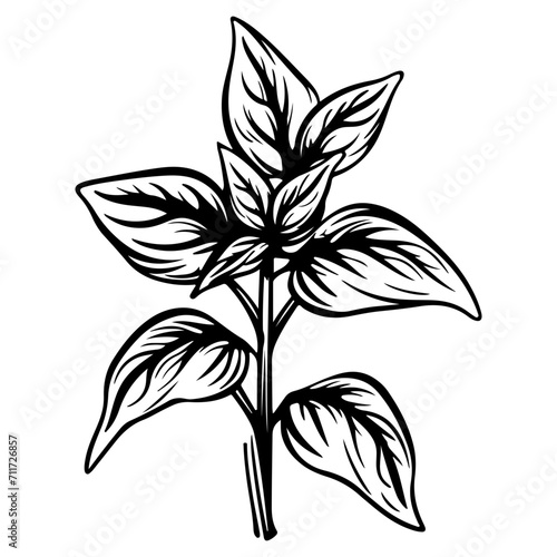 basil icon illustration, basil black silhouette logo svg vector