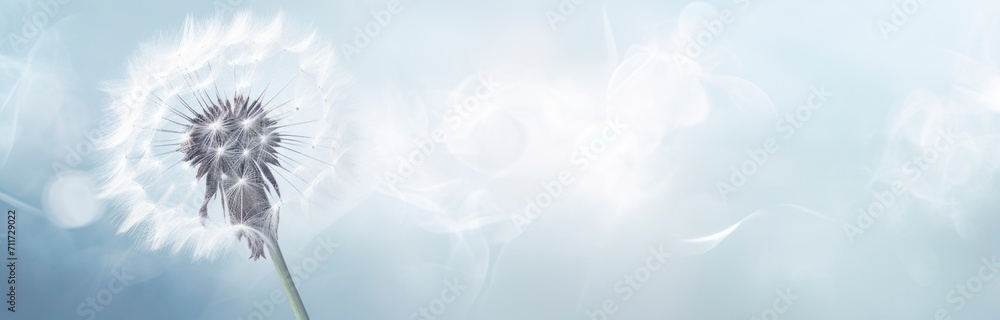 abstract close up of dandelion on blue background horizontal wallpaper with large copy space for text. Condolence, grieving card, loss, funerals, support abstract close up of dandelion on blue background horizontal wallpaper with large copy space for text. Condolence, grieving card, loss, funerals, support