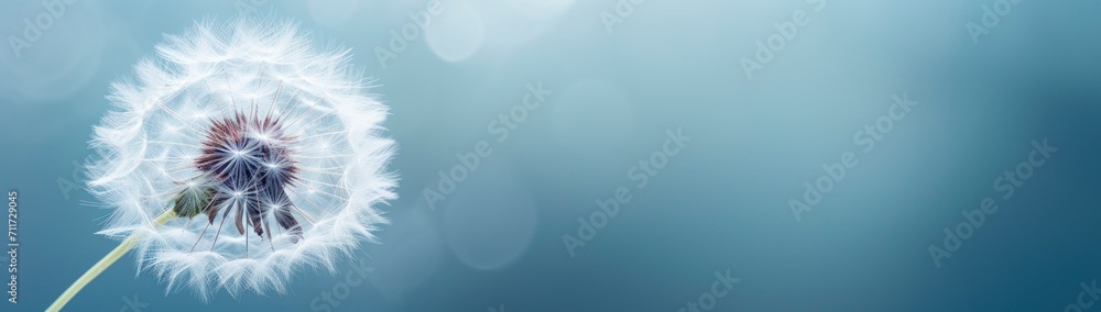 Fototapeta premium abstract close up of dandelion on blue background horizontal wallpaper with large copy space for text. Condolence, grieving card, loss, funerals, support