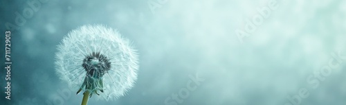 abstract close up of dandelion on blue background  horizontal wallpaper with large copy space for text. Condolence, grieving card, loss, funerals, support #711729013