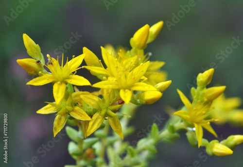 Quadro em tela Stonecrop (Sedum acre) grows in the wild