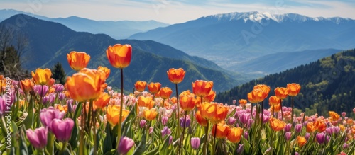 tulips blooming against a backdrop of majestic mountains