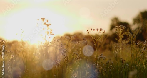 Sunrise over the field and flowers of daisies , haymaking photo