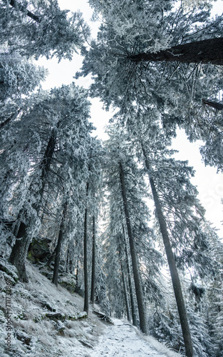 Snow covered coniferous trees along a forest trail during winter season, Carpathia, Romania. Clear skies. The footpath that winds inside the woodland is frozen.
 photo