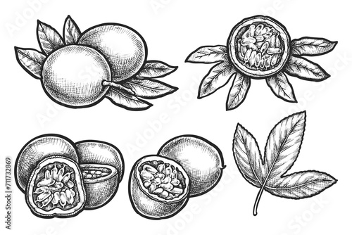 Vector sketches set of passion fruit. Sliced and halved tropical edible pepo berry. Realistic hand drawn plant for botany or biology illustration. Vegetarian or vegan meal. Semitropical food. Maracuja
