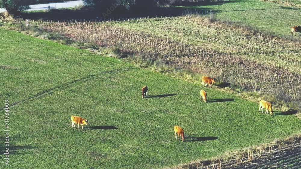 Aerial telephoto video of cows walking and grazing on a field on a sunny day