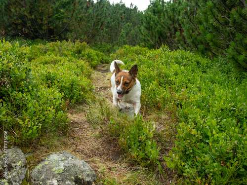 A small, purebreed corgi dog wondering on a trail in the mountains. The footpath winds along juniper bushes and the dog walks happy near blueberry plants and boulders with lichen. Carpathia, Romania.