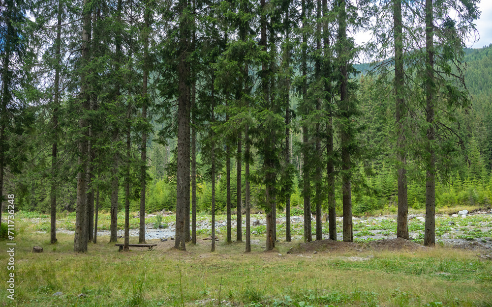 A wooden bench located in a grassy alpine pasture, under majestic spruce trees. Resting place in Lotru valley, Lotru Mountains, Carpathia, Romania. 