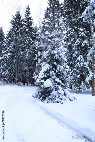 Snowy road along the winter forest © ksu