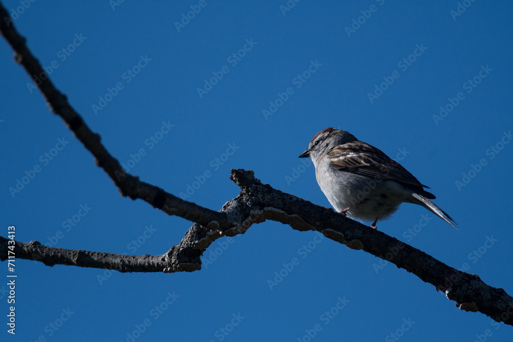 Obraz premium Chipping Sparrow on a tree branch