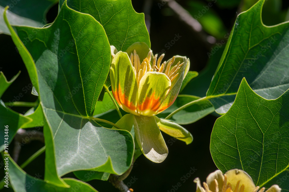 Liriodendron tulipifera beautiful ornamental tree in bloom, American tulip tree tulipwood flowering, flower on the branch