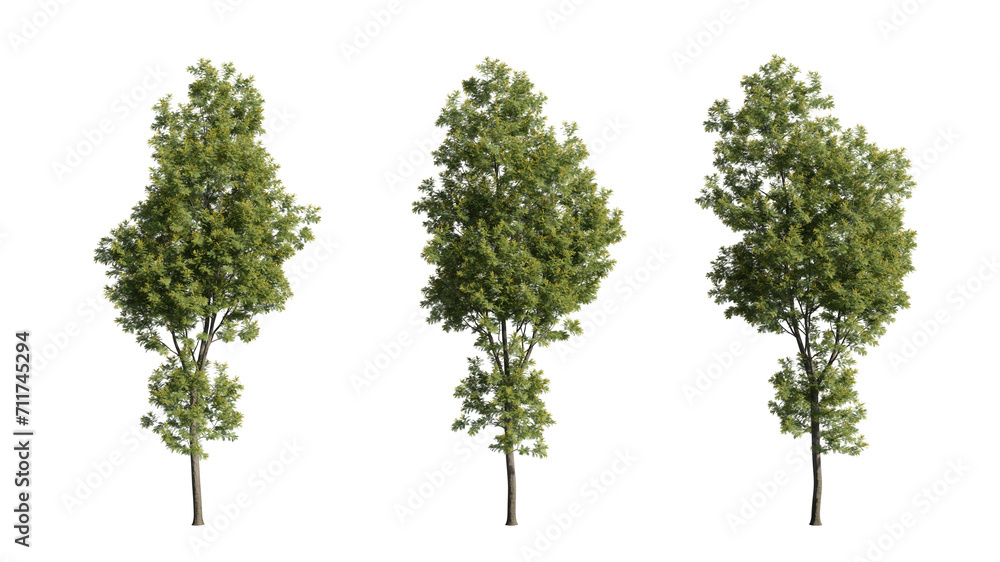 Set of trees, realistic 3D rendering on a transparent background Set of trees, realistic 3D rendering on a transparent background