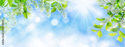 Spring background. Natural bright background with blooming bird cherry tree. Branches of a blooming bird cherry tree against a blue sky