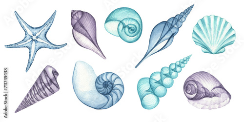 Watercolor nautical illustration, blue transparent shells, starfish, spiral, nautilus, mollusk © Irina