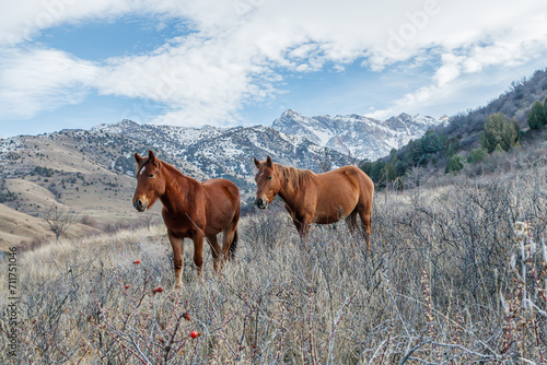Horses graze in a mountainous area against the backdrop of snow-capped mountains in Kazakhstan. © kvdkz