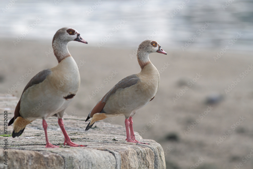 Beautiful egyptian geese Beautiful egyptian geese