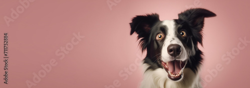 Excited Border Collie Dog on Soft Pink Background