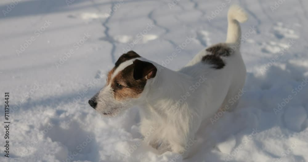 The dog barks and runs on the snow in nature. Winter walk with Jack Russell. Active time with a pet. The dog barks and runs on the snow in nature. Winter walk with Jack Russell. Active time with a pet.