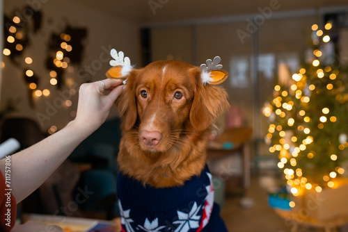 Adorable dog toller wearing christmas suit, posing at home on holidays