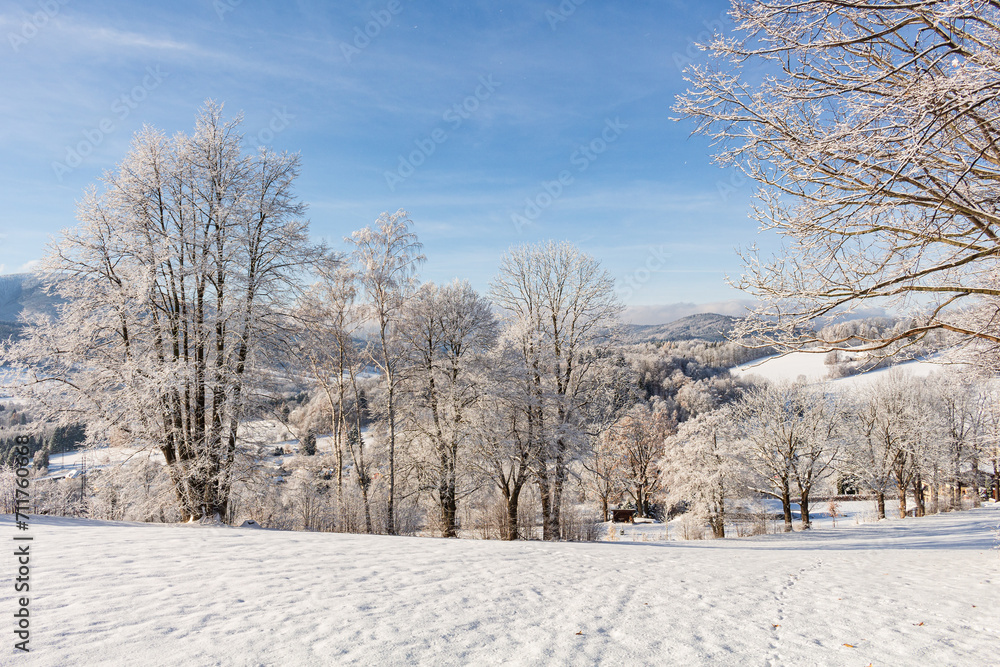 Forest trail among frosted beech trees in the winter morning. Forest trail among frosted beech trees in the winter morning.
