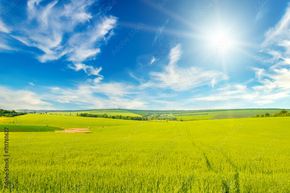 Fototapeta premium Green wheat field and sun.