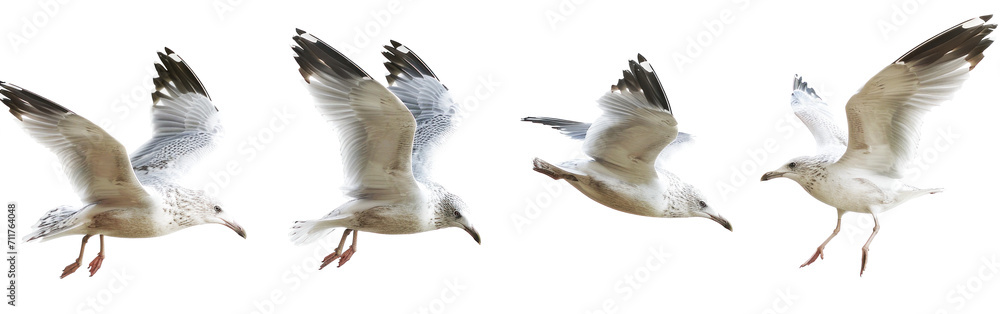 Obraz premium Seagull flying in different poses on transparent background