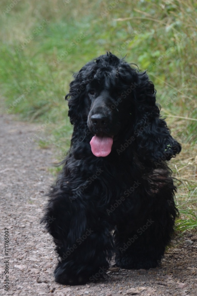 Cocker Spaniel