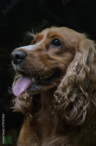 Cocker Spaniel