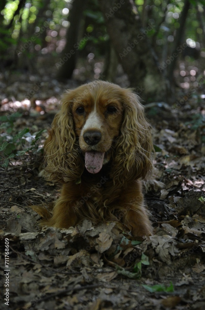 Cocker Spaniel Cocker Spaniel