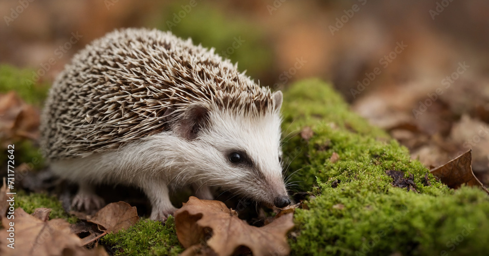 Fototapeta premium In an autumn woodland habitat, a hedgehog emerges among fallen leaves and oak logs. This nocturnal creature, facing forward with prickly spikes, symbolizes the unique wildlife of the UK's forests.