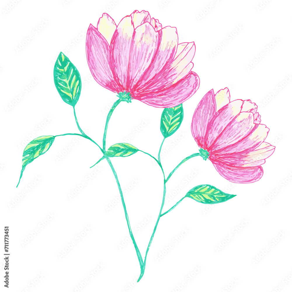 Vector of two pink and yellow peony blossoms