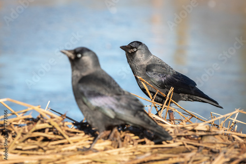 Two western jackdaw (Corvus monedula) sitting on a dry reed near a frozen lake