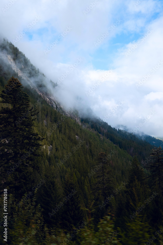 Ascending Tranquility: Trees and Mountain Mist Paint a Serene Alpine Landscape.