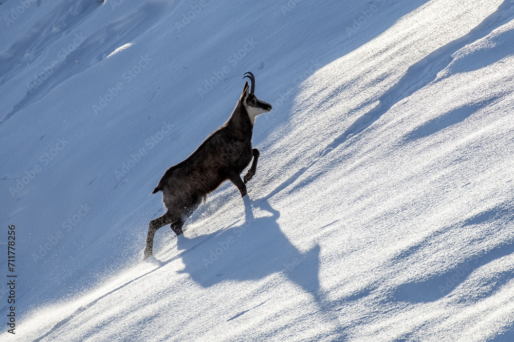 Alpine chamois (Rupicapra rupicapra) climbing a steep snowy slope on a windy winter day in the Alps Mountains, Italy.