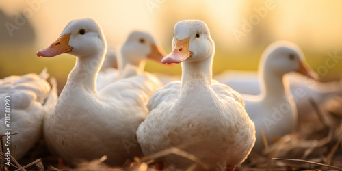 White geese and ducks in a green meadow, a cute and lively poultry family enjoying summer.