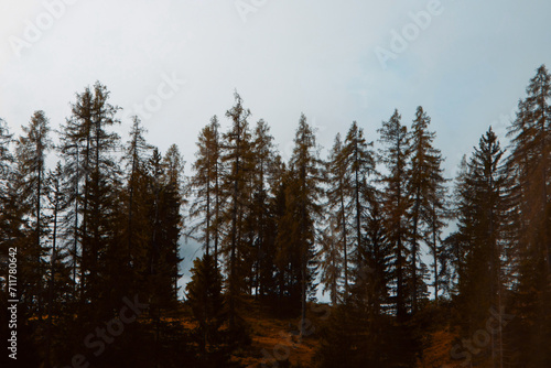 Autumn's Whisper: A Serene Alpine Forest Edging into the Mountain Mist