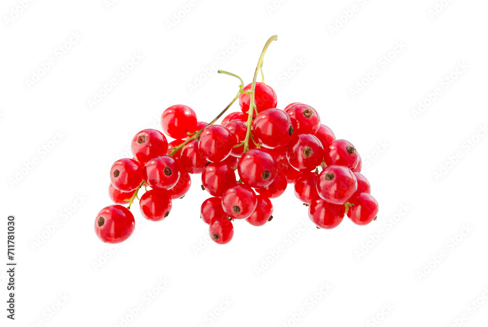 Red currant clusters